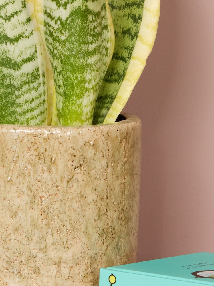 PATCH Stone Susie Snake Plant Fracture Pot - Image 2 of 4 PATCH Stone Susie Snake Plant Fracture Pot - Image 2 of 4