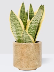 PATCH Stone Susie Snake Plant Fracture Pot - Image 3 of 4
