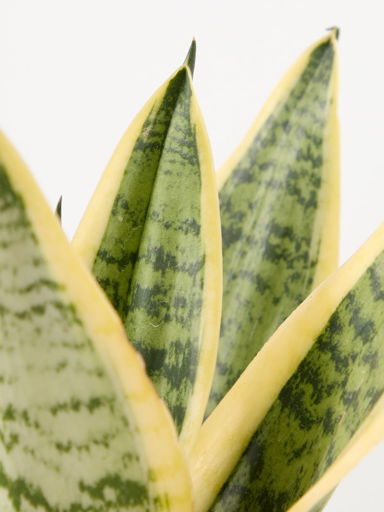 PATCH Stone Susie Snake Plant Fracture Pot - Image 4 of 4 PATCH Stone Susie Snake Plant Fracture Pot - Image 4 of 4