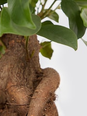 PATCH Green Ginny Ginseng Fig Tree in Green Fracture pot - Image 4 of 4