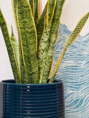PATCH Blue Susie Snake Plant Large in Blue Ceramic Glazed Pot - Image 2 of 4