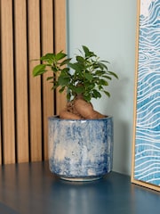 PATCH Blue Ginny Ginseng Fig Tree in Green Fracture pot - Image 1 of 4