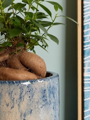 PATCH Blue Ginny Ginseng Fig Tree in Green Fracture pot - Image 2 of 4