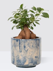 PATCH Blue Ginny Ginseng Fig Tree in Green Fracture pot - Image 3 of 4