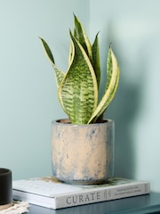 PATCH Blue Susie Snake Plant Fracture Pot - Image 1 of 4