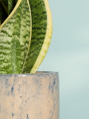 PATCH Blue Susie Snake Plant Fracture Pot - Image 2 of 4