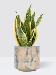 PATCH Blue Susie Snake Plant Fracture Pot - Image 3 of 4
