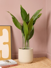 PATCH Cream Howard Cast Iron Plant Large In Ceramic Glazed Pot - Image 1 of 8