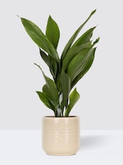 PATCH Cream Howard Cast Iron Plant Large In Ceramic Glazed Pot - Image 6 of 8