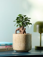 PATCH Stone Ginny Ginseng Fig Tree in Green Fracture pot - Image 1 of 4
