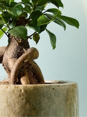 PATCH Stone Ginny Ginseng Fig Tree in Green Fracture pot - Image 2 of 4