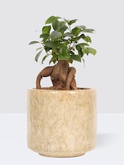 PATCH Stone Ginny Ginseng Fig Tree in Green Fracture pot - Image 3 of 4