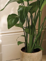 PATCH Stone Nicolau Wild Banana Plant Medium in Green Fracture Pot - Image 2 of 4