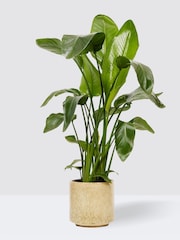 PATCH Stone Nicolau Wild Banana Plant Medium in Green Fracture Pot - Image 3 of 4