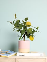 PATCH Pink Vivi Lemon Tree Dipped Pot - Image 1 of 4