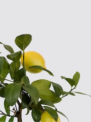 PATCH Pink Vivi Lemon Tree Dipped Pot - Image 4 of 4
