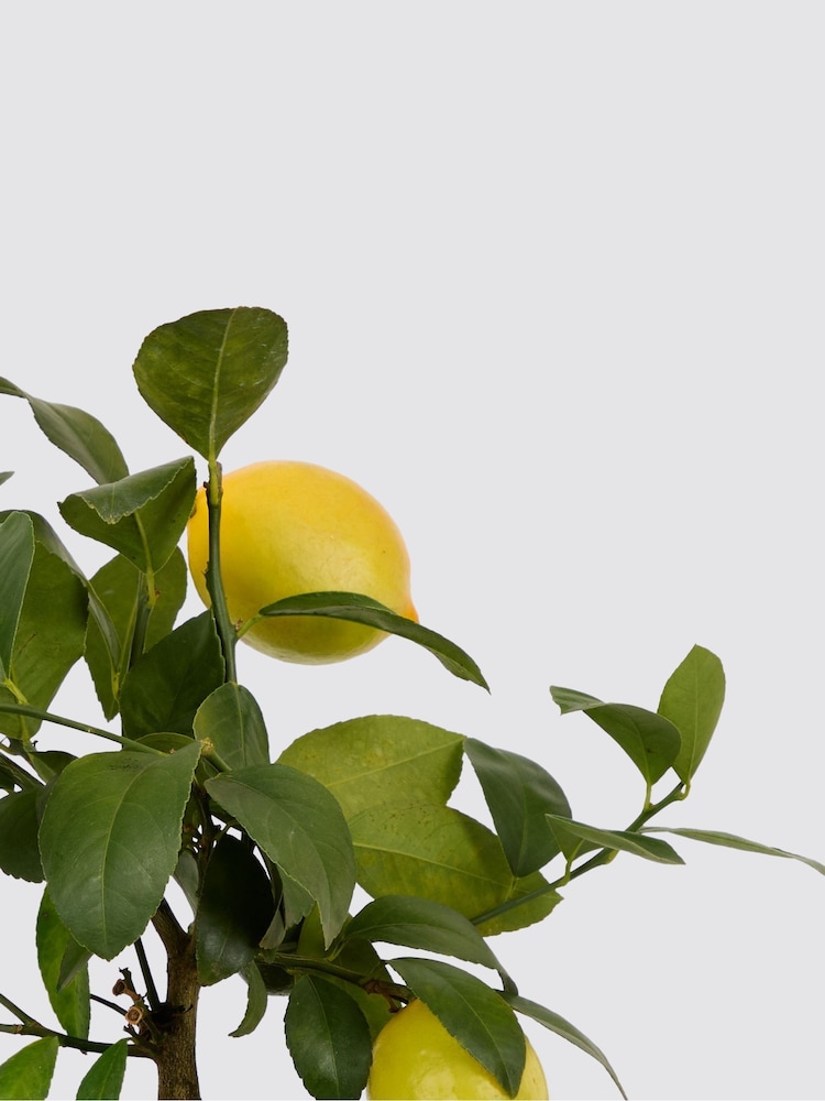 PATCH Pink Vivi Lemon Tree Dipped Pot - Image 4 of 4 PATCH Pink Vivi Lemon Tree Dipped Pot - Image 4 of 4