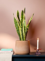 PATCH Washed Susie Snake Plant Medium In Charcoal Clay Pot - Image 1 of 4
