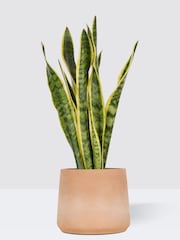 PATCH Washed Susie Snake Plant Medium In Charcoal Clay Pot - Image 3 of 4