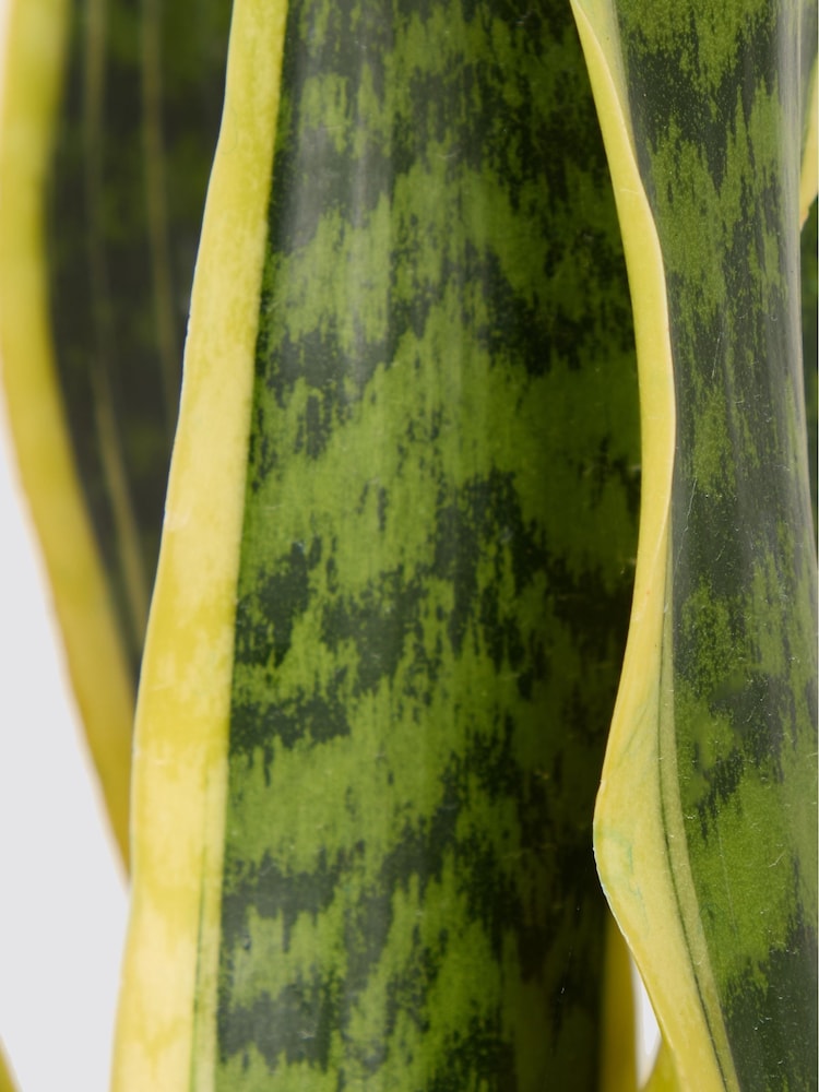 PATCH Washed Susie Snake Plant Medium In Charcoal Clay Pot - Image 4 of 4 PATCH Washed Susie Snake Plant Medium In Charcoal Clay Pot - Image 4 of 4