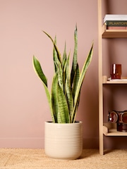 PATCH Cream Susie Snake Plant Large in Blue Ceramic Glazed Pot - Image 1 of 4