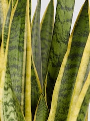 PATCH Cream Susie Snake Plant Large in Blue Ceramic Glazed Pot - Image 4 of 4