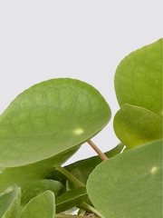 PATCH Cobalt Penny Chinese Money Plant 'Chess' Pot - Image 4 of 4