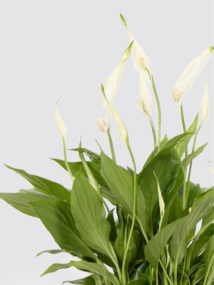 PATCH Green Pippa Peace Lily Fracture Pot - Image 4 of 4 PATCH Green Pippa Peace Lily Fracture Pot - Image 4 of 4