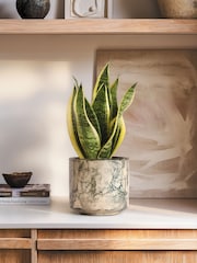 PATCH Green Susie Snake Plant Fracture Pot - Image 1 of 4