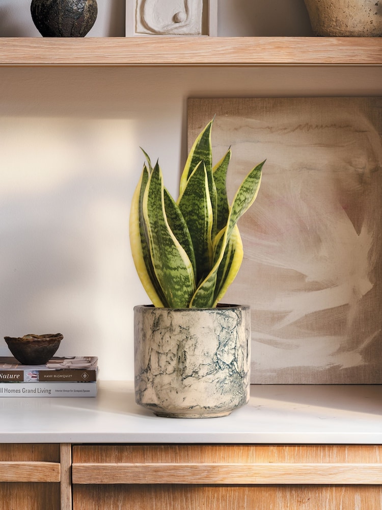 PATCH Green Susie Snake Plant Fracture Pot - Image 1 of 4 PATCH Green Susie Snake Plant Fracture Pot - Image 1 of 4