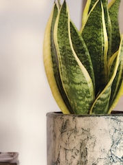 PATCH Green Susie Snake Plant Fracture Pot - Image 2 of 4