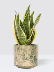 PATCH Green Susie Snake Plant Fracture Pot - Image 3 of 4