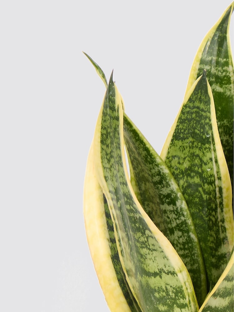 PATCH Green Susie Snake Plant Fracture Pot - Image 4 of 4 PATCH Green Susie Snake Plant Fracture Pot - Image 4 of 4