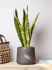 PATCH Charcoal Susie Snake Plant Medium In Charcoal Clay Pot - Image 1 of 4