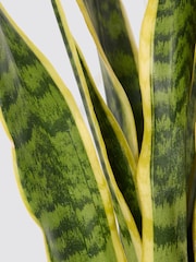 PATCH Charcoal Susie Snake Plant Medium In Charcoal Clay Pot - Image 4 of 4