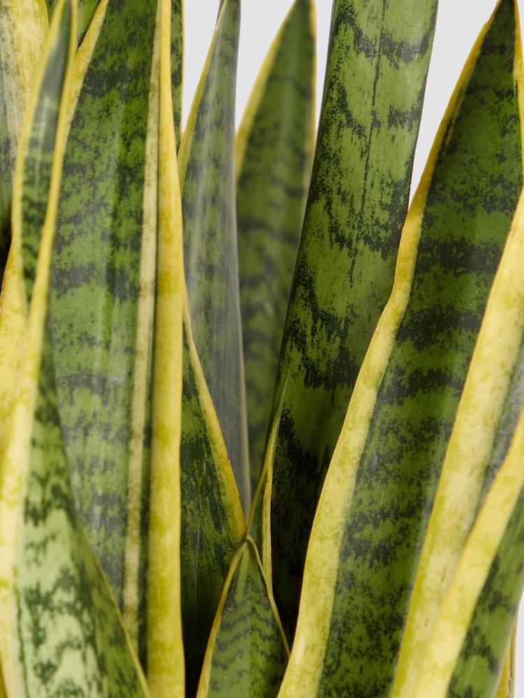 PATCH Rust Susie Snake Plant Large in Blue Ceramic Glazed Pot - Image 4 of 4 PATCH Rust Susie Snake Plant Large in Blue Ceramic Glazed Pot - Image 4 of 4