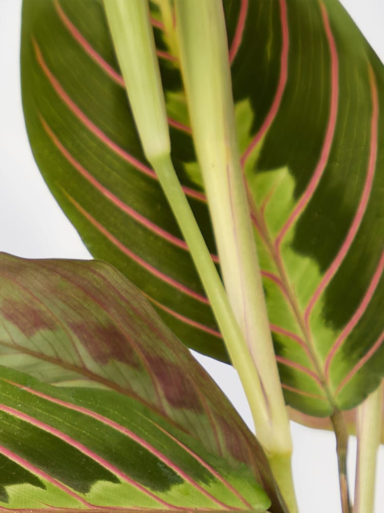 PATCH Cream Jane Prayer Plant In Ceramic Glazed Pot - Image 4 of 4 PATCH Cream Jane Prayer Plant In Ceramic Glazed Pot - Image 4 of 4