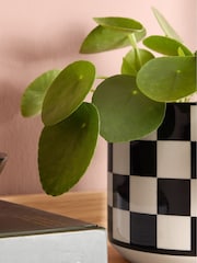 PATCH Black Penny Chinese Money Plant 'Chess' Pot - Image 2 of 4