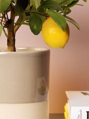 PATCH Mushroom Vivi Lemon Tree Dipped Pot - Image 2 of 4