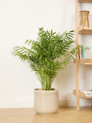 PATCH Cream Sharon Parlour Plam Plant Large Ceramic Glazed Pot - Image 2 of 4