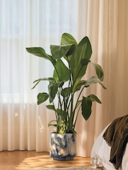 PATCH Blue Nicolau Wild Banana Plant Medium in Green Fracture Pot - Image 1 of 4