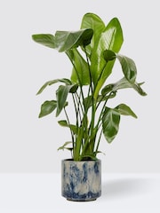 PATCH Blue Nicolau Wild Banana Plant Medium in Green Fracture Pot - Image 3 of 4