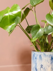 PATCH Blue Chaz Monstera Plant Medium in Green Fracture Pot - Image 2 of 4