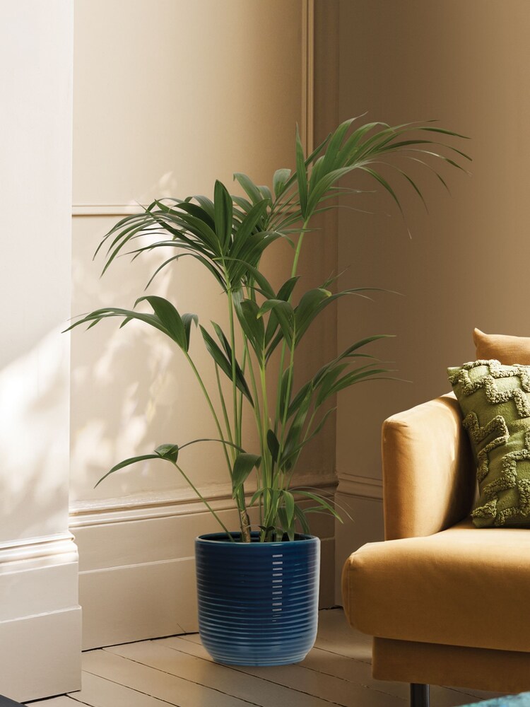 PATCH Blue Big Ken Kentia Palm Plant Large In Ceramic Glazed Pot - Image 1 of 4