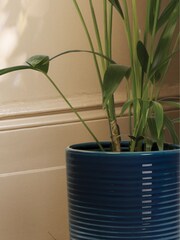 PATCH Blue Big Ken Kentia Palm Plant Large In Ceramic Glazed Pot - Image 2 of 4