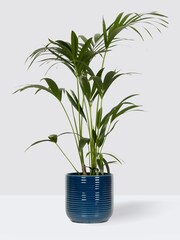 PATCH Blue Big Ken Kentia Palm Plant Large In Ceramic Glazed Pot - Image 3 of 4
