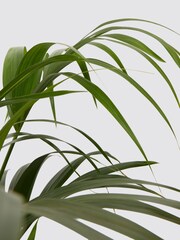 PATCH Blue Big Ken Kentia Palm Plant Large In Ceramic Glazed Pot - Image 4 of 4