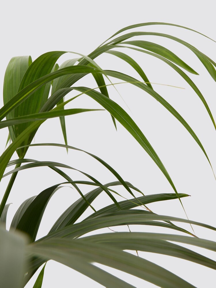 PATCH Blue Big Ken Kentia Palm Plant Large In Ceramic Glazed Pot - Image 4 of 4