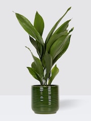 PATCH Green Howard Cast Iron Plant Large In Ceramic Glazed Pot - Image 3 of 4