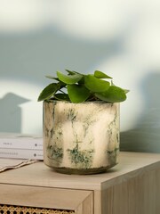 PATCH Green Penny Chinese Money Plant in Green Fracture Pot - Image 1 of 4